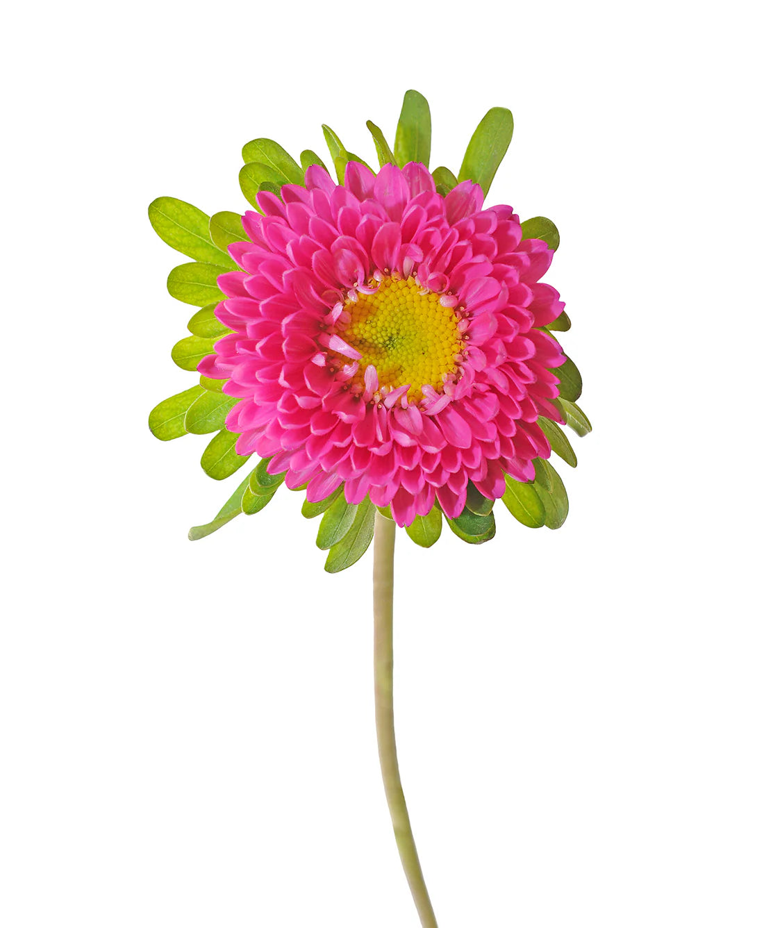 ASTER MATSUMOTO - HOT PINK