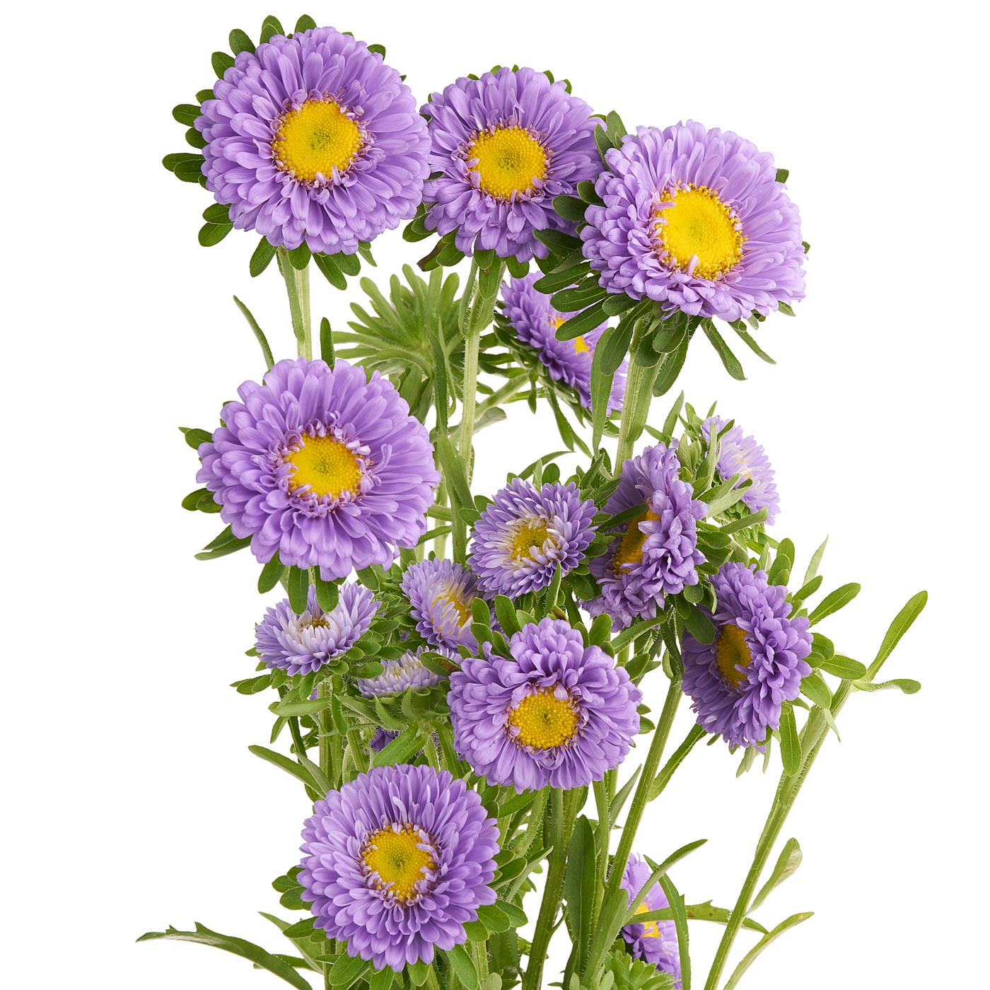 ASTER MATSUMOTO - LAVENDER