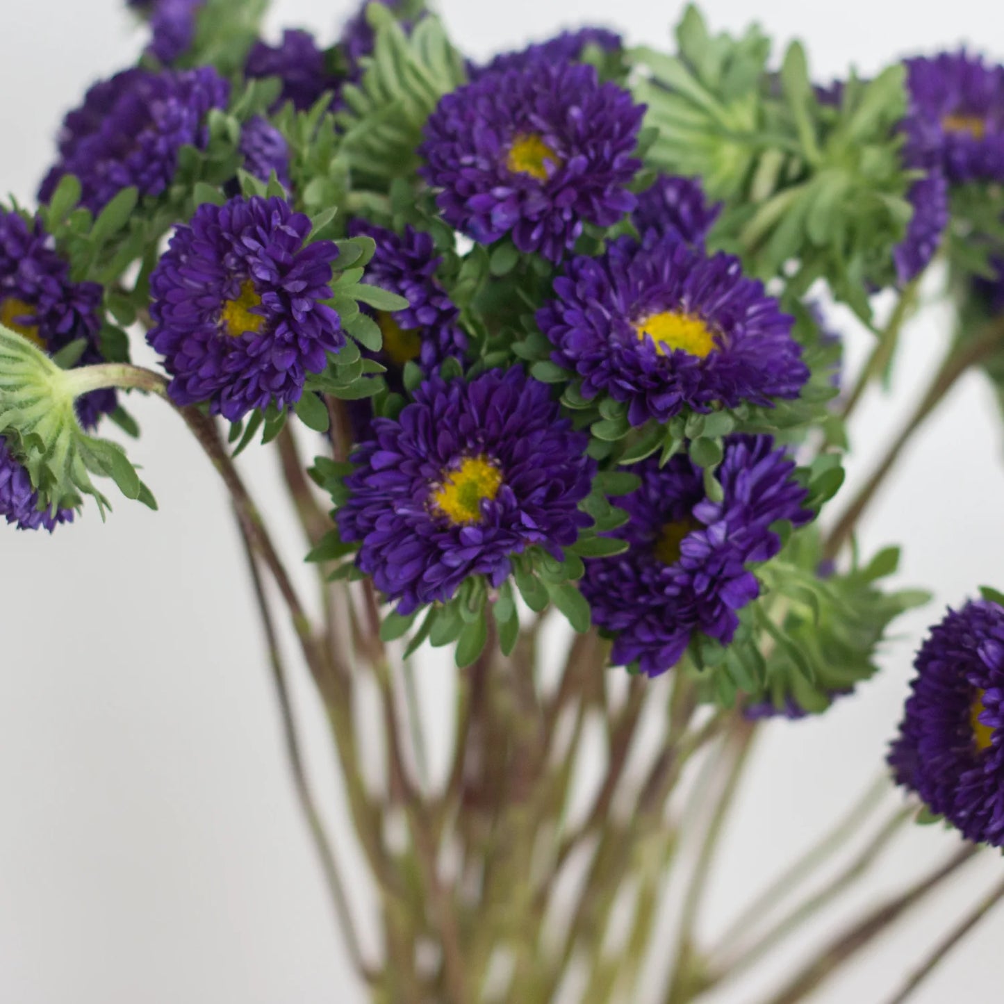 ASTER MATSUMOTO - PURPLE