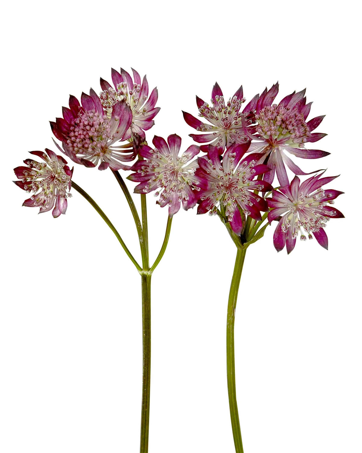 ASTRANTIA - BURGUNDY