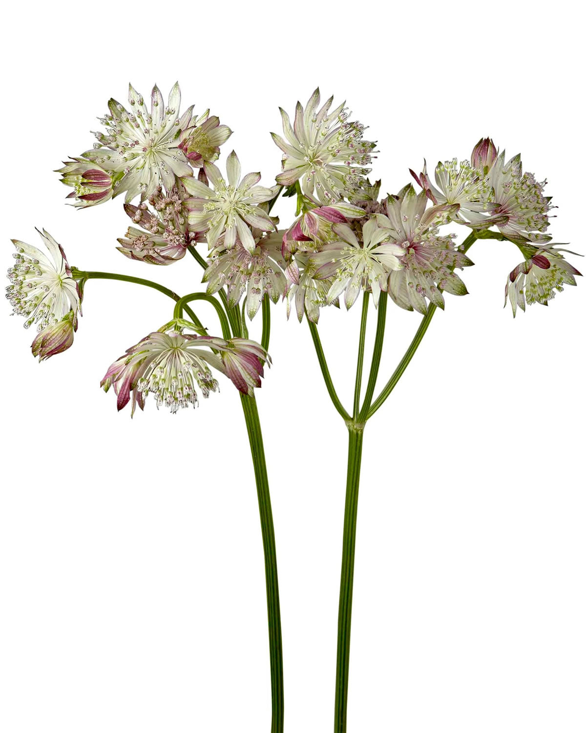ASTRANTIA - BLUSH
