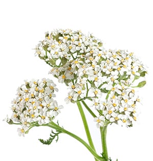 COTTAGE YARROW - WHITE