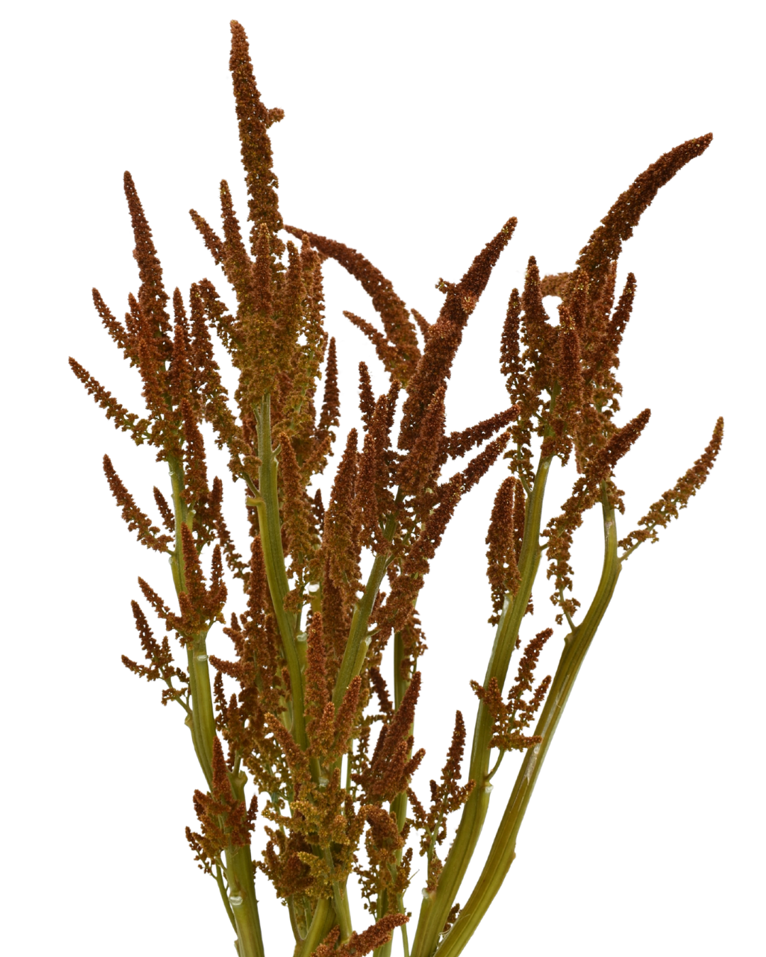 AMARANTHUS - UPRIGHT HOT BISCUIT BRONZE