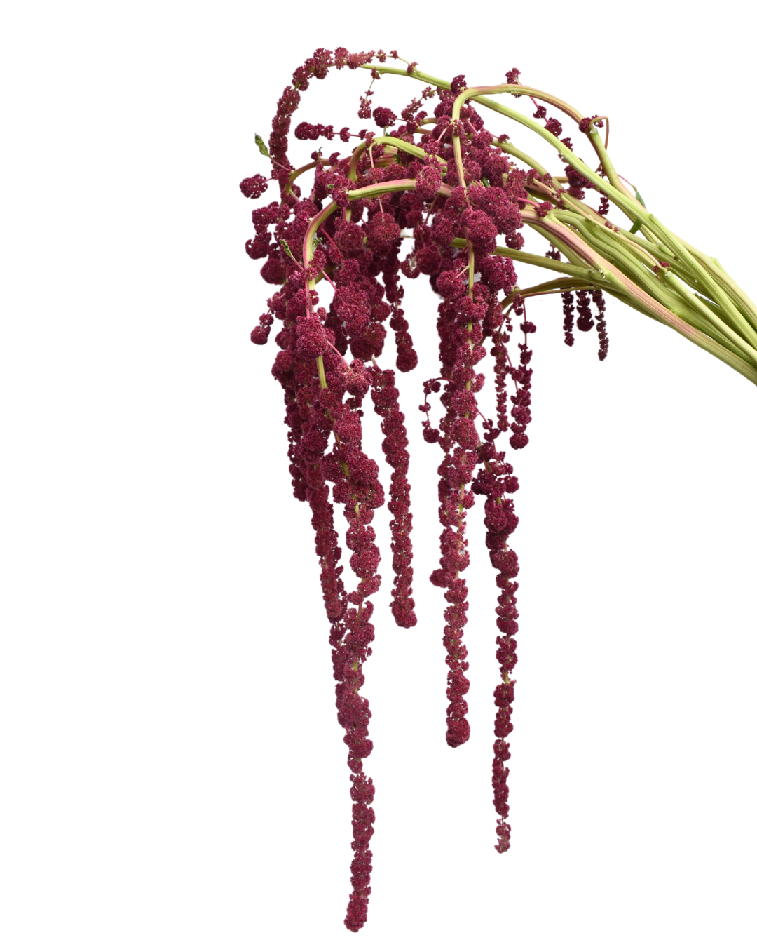 AMARANTHUS - HANGING RED