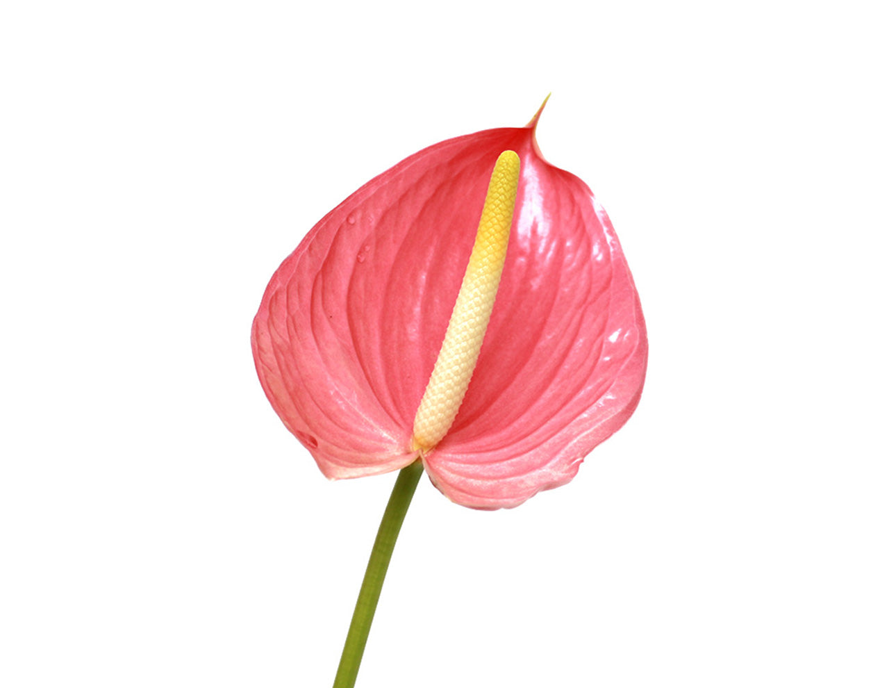 ANTHURIUM - PINK