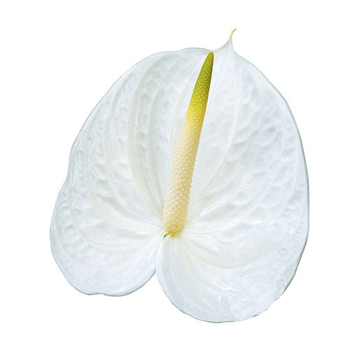 ANTHURIUM - WHITE