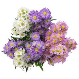 ASTER - MONTECASINO ASSORTED