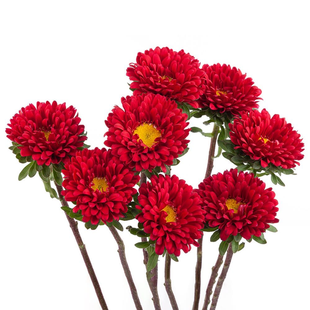 ASTER MATSUMOTO - RED