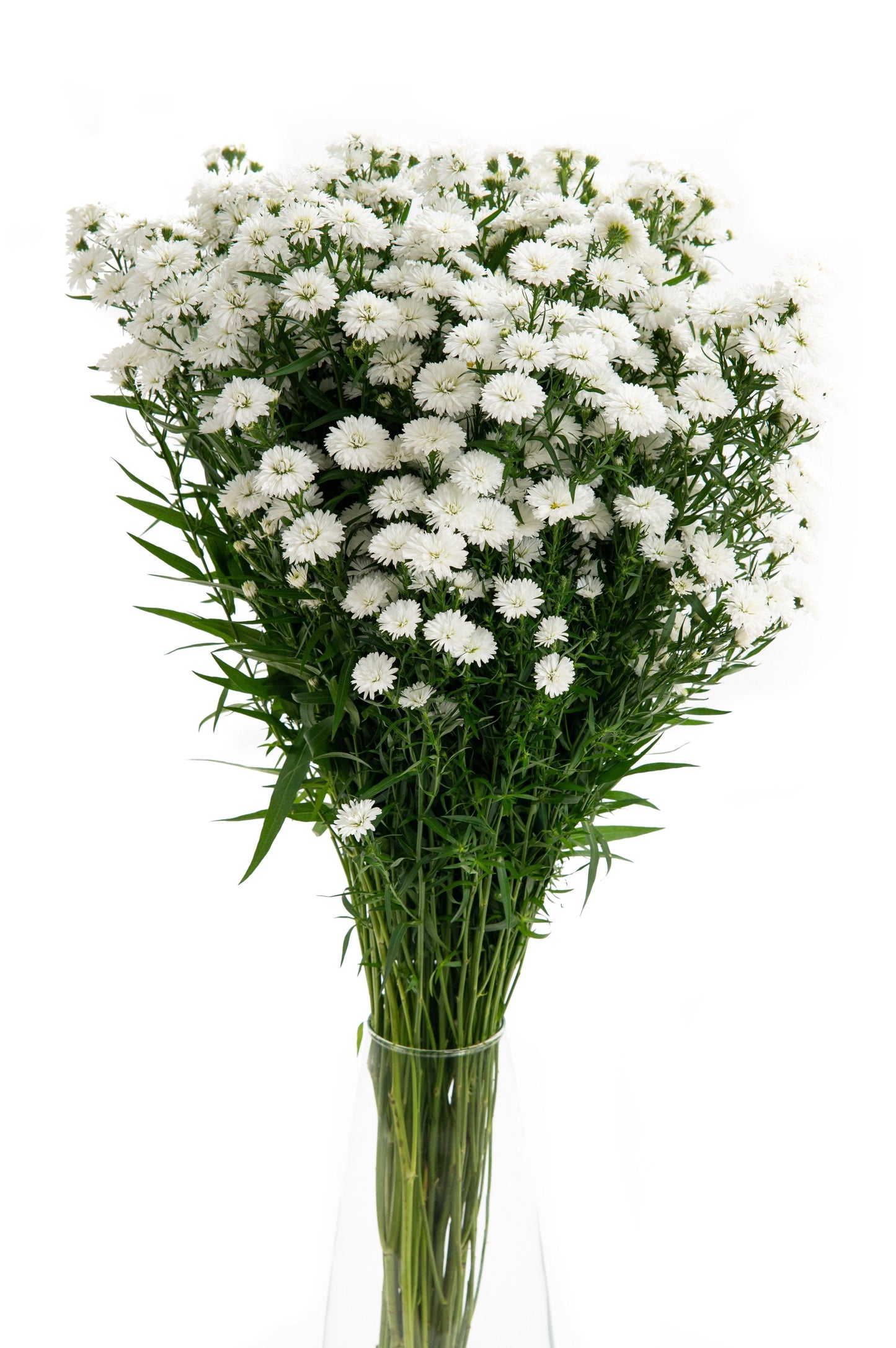ASTER DUPLO CARNIVAL - WHITE