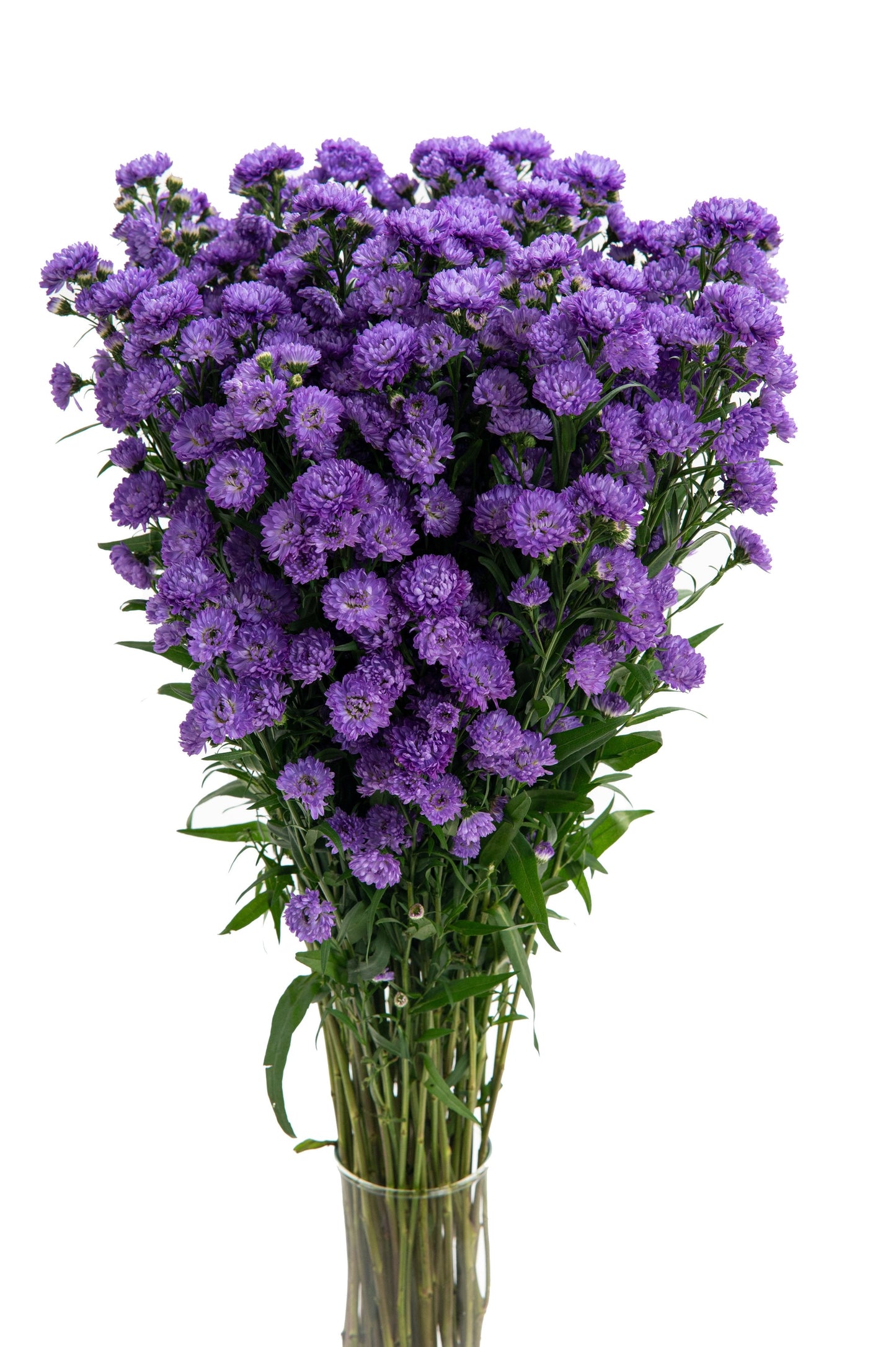 ASTER DUPLO CARNIVAL - LAVENDER