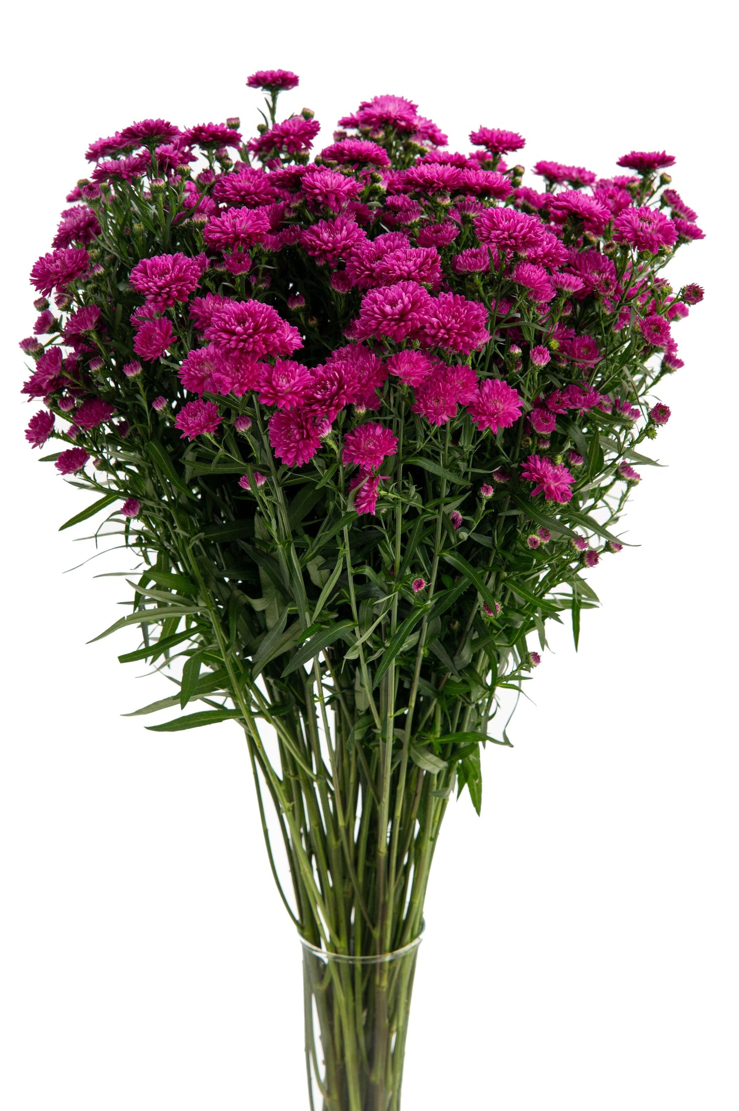 ASTER DUPLO CARNIVAL - PINK