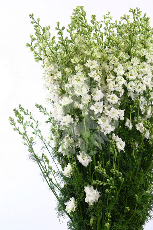 LARKSPUR - WHITE