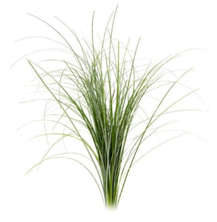 GREENERY - BEAR GRASS