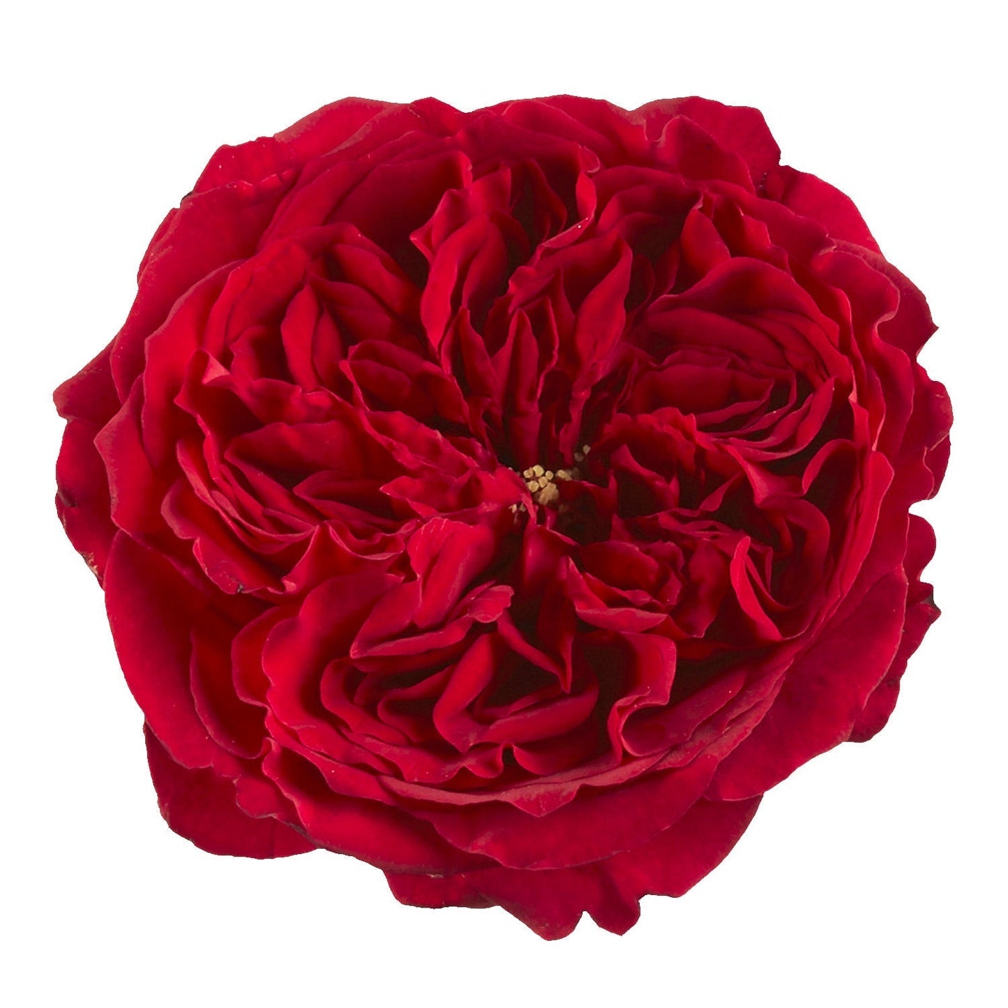 GARDEN ROSE - RED TESS