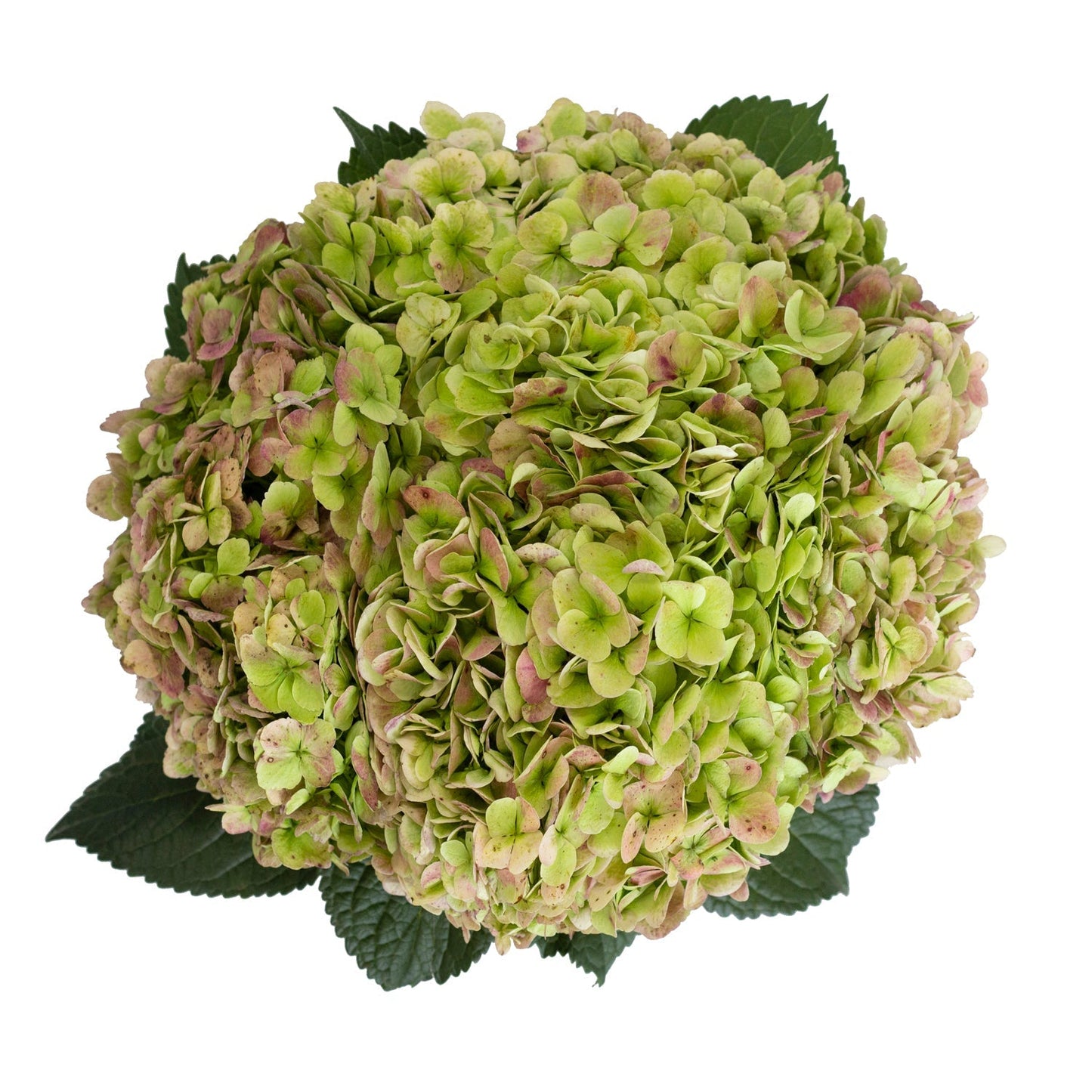 HYDRANGEA - GREEN ANTIQUE