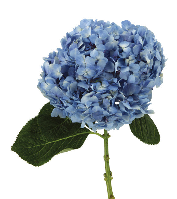 HYDRANGEA - PREMIUM BLUE S.O.