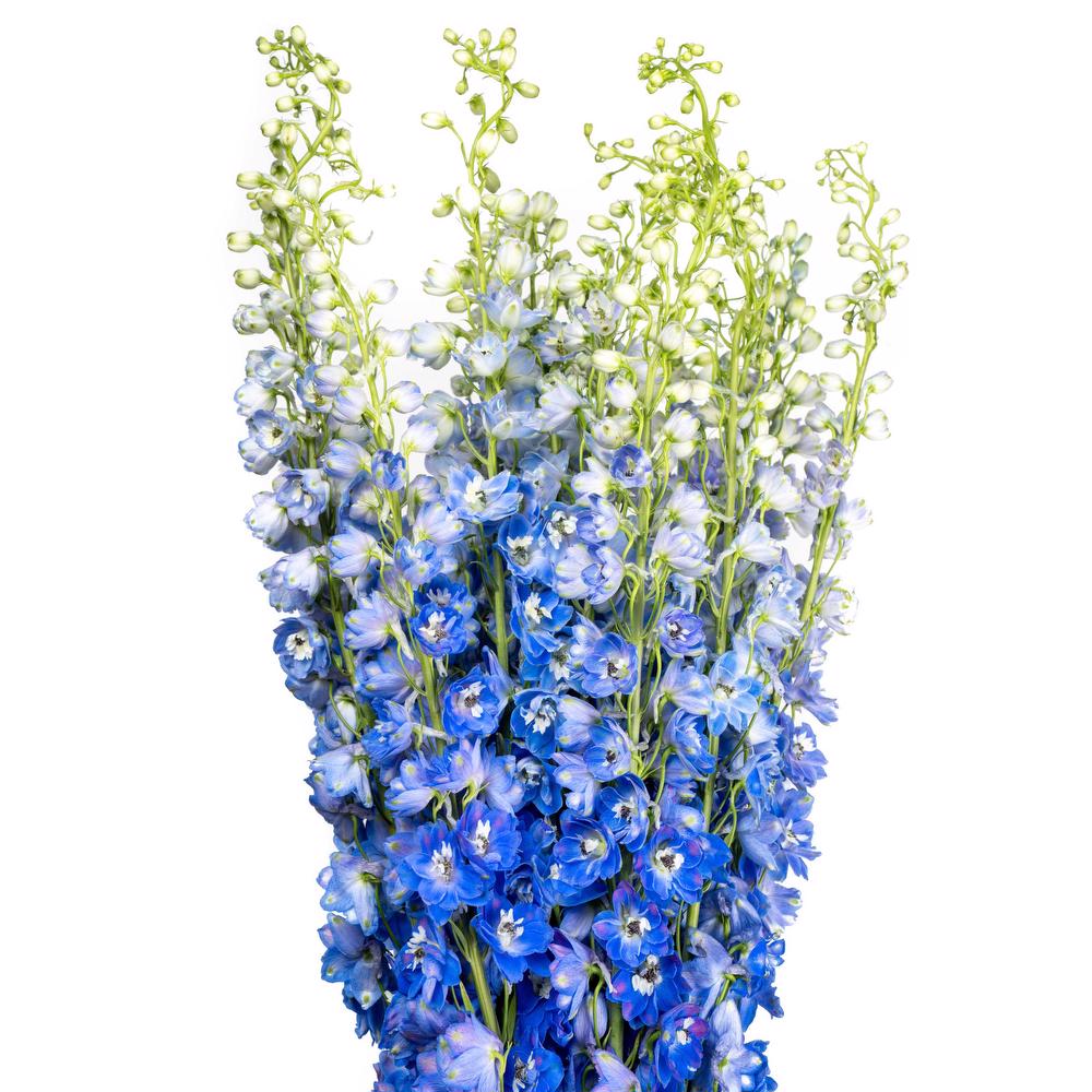 DELPHINIUM - MEDIUM BLUE