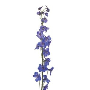 DELPHINIUM - DARK BLUE S.O.
