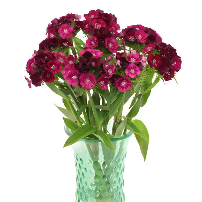 DIANTHUS - BURGUNDY
