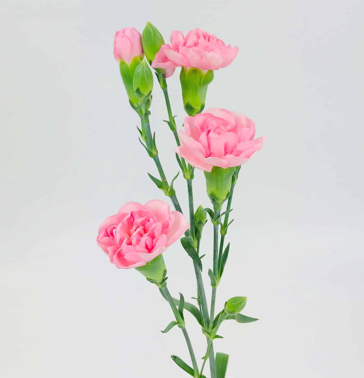 MINI CARNATION - PINK