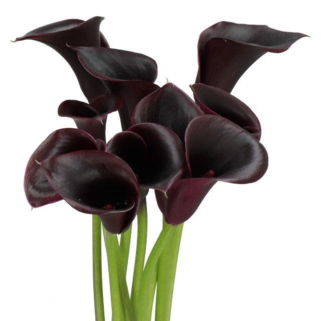MINI CALLA - BLACK