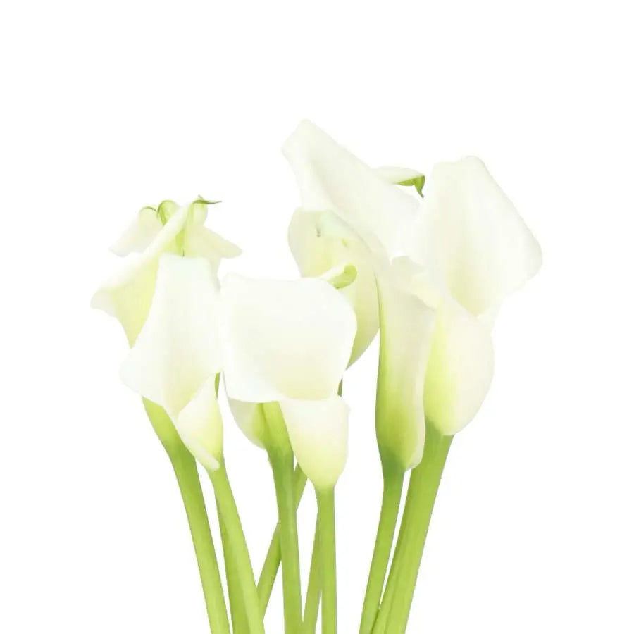 CALLA - WHITE BQT