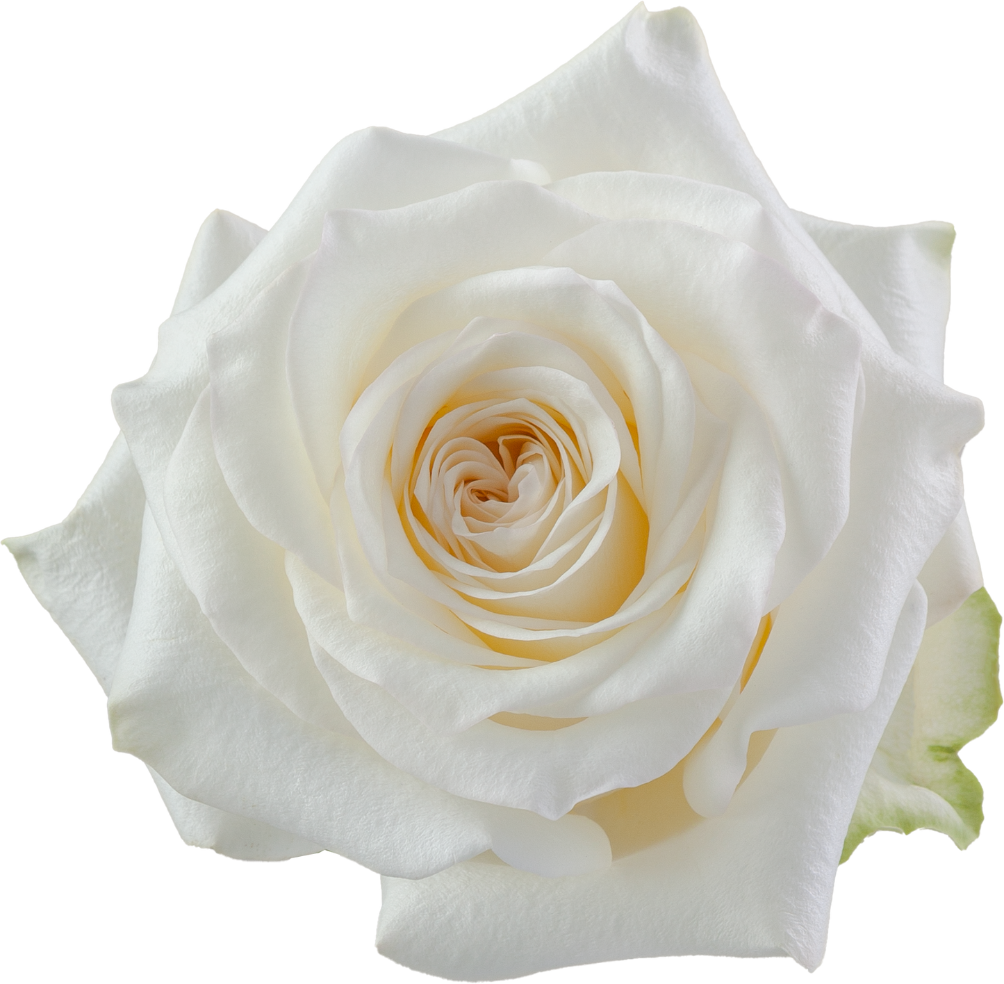 ROSE - CREAM CANDLELIGHT