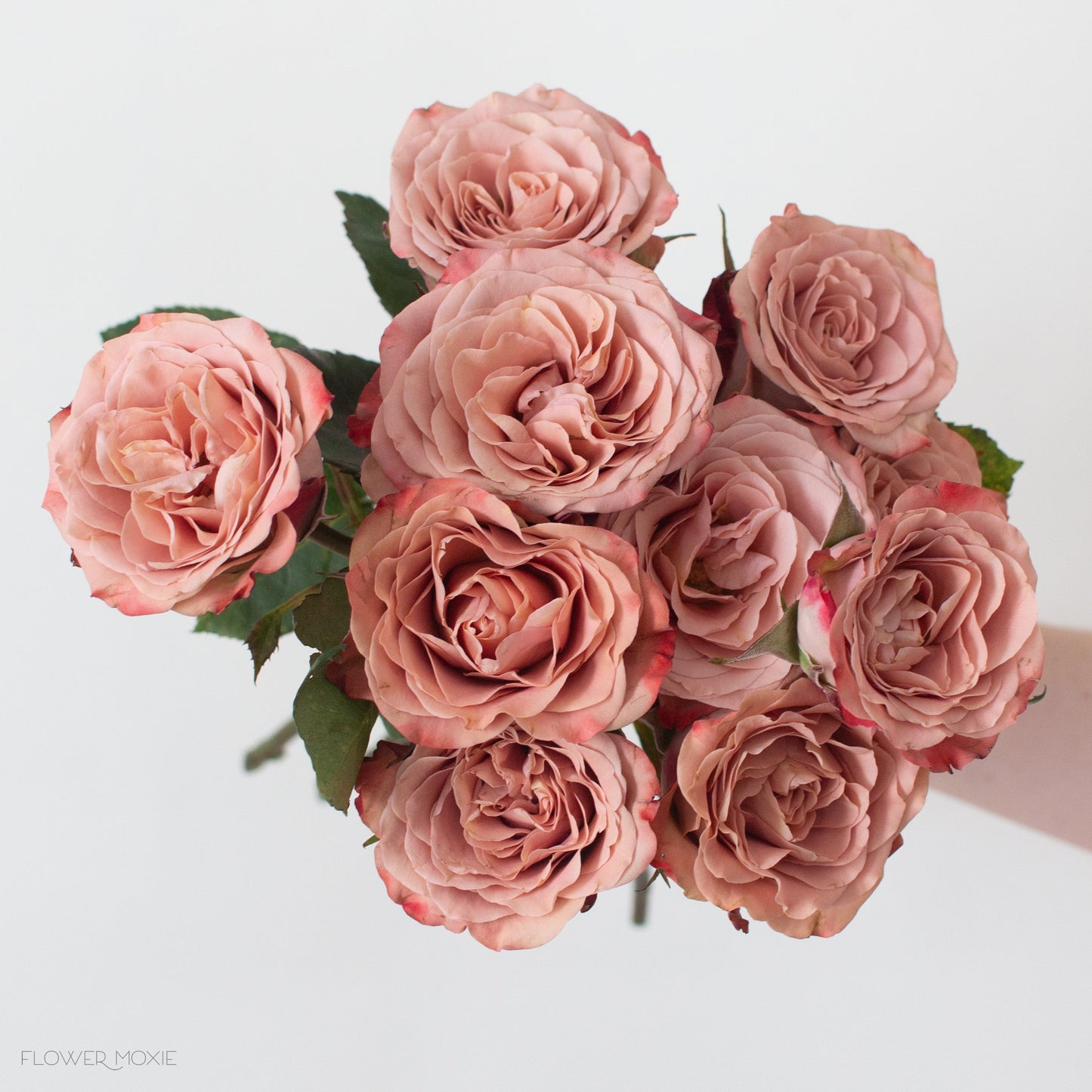 ROSE - BROWN CAPPUCCINO