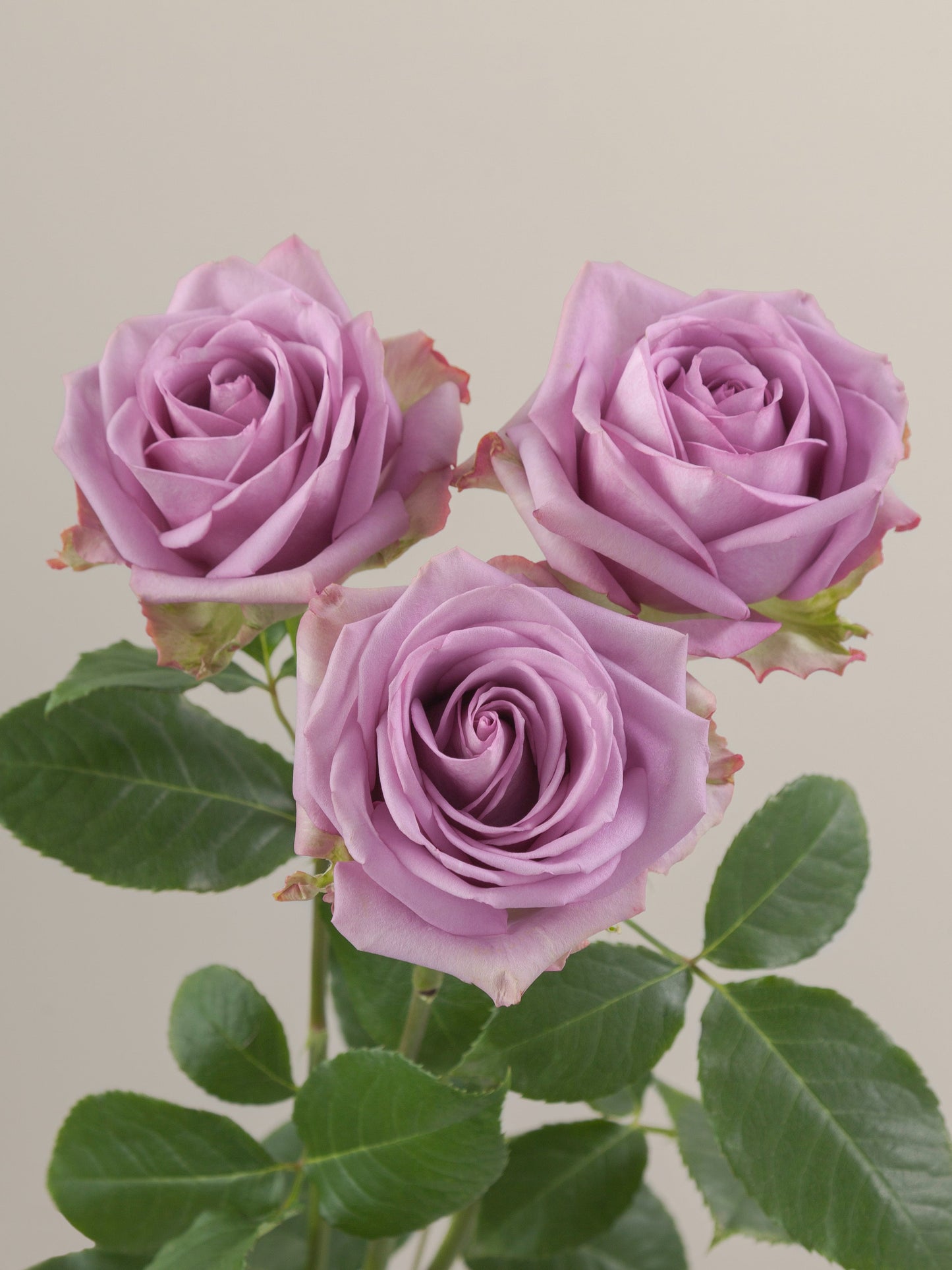 ROSE - LAVENDER COOL WATER 70 CM