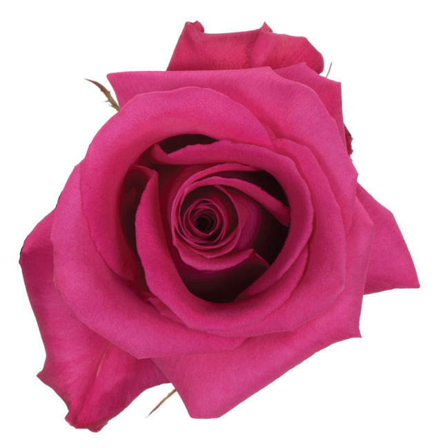 ROSE - HOT PINK COTTON CANDY