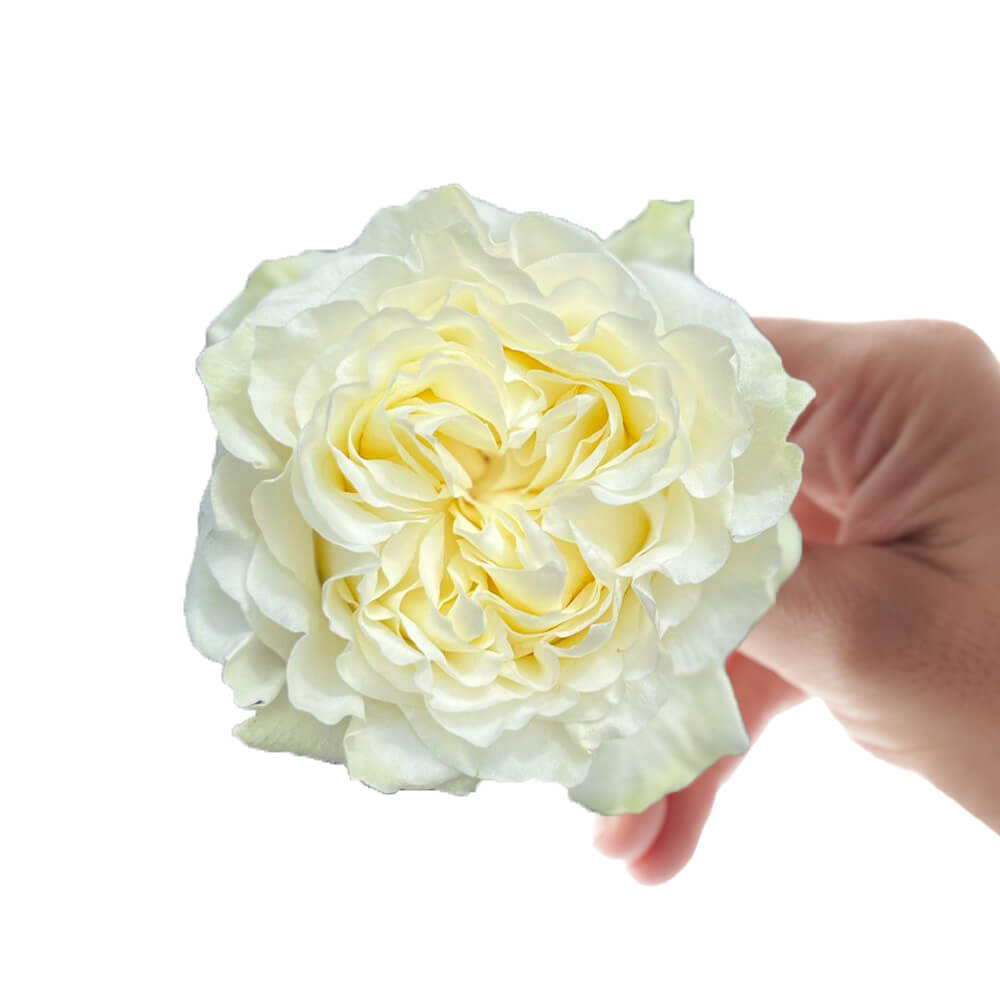 GARDEN ROSE - WHITE CREAMIKISS