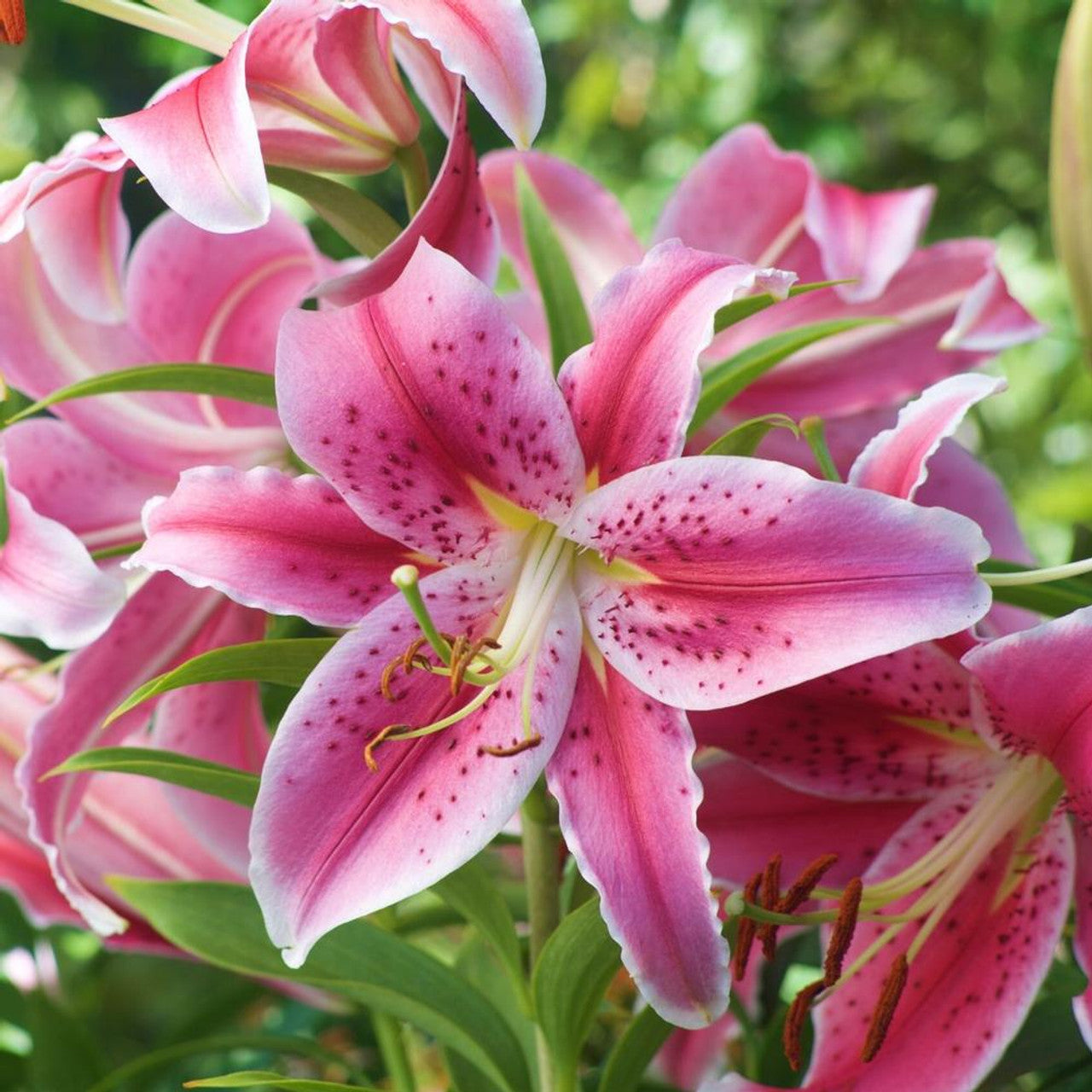 LILLIES - ORIENTAL STARGAZER S.O.