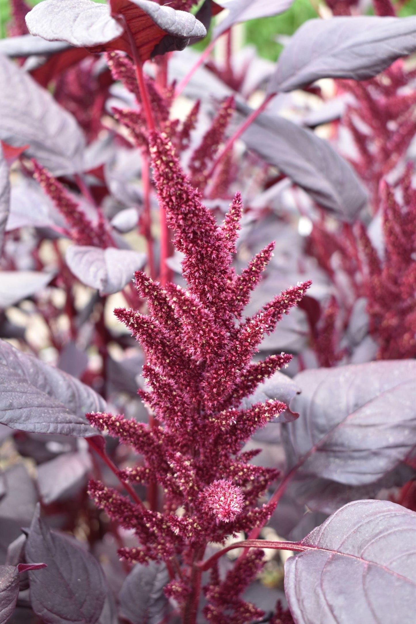 AMARANTHUS - UPRIGHT BURGUNDY