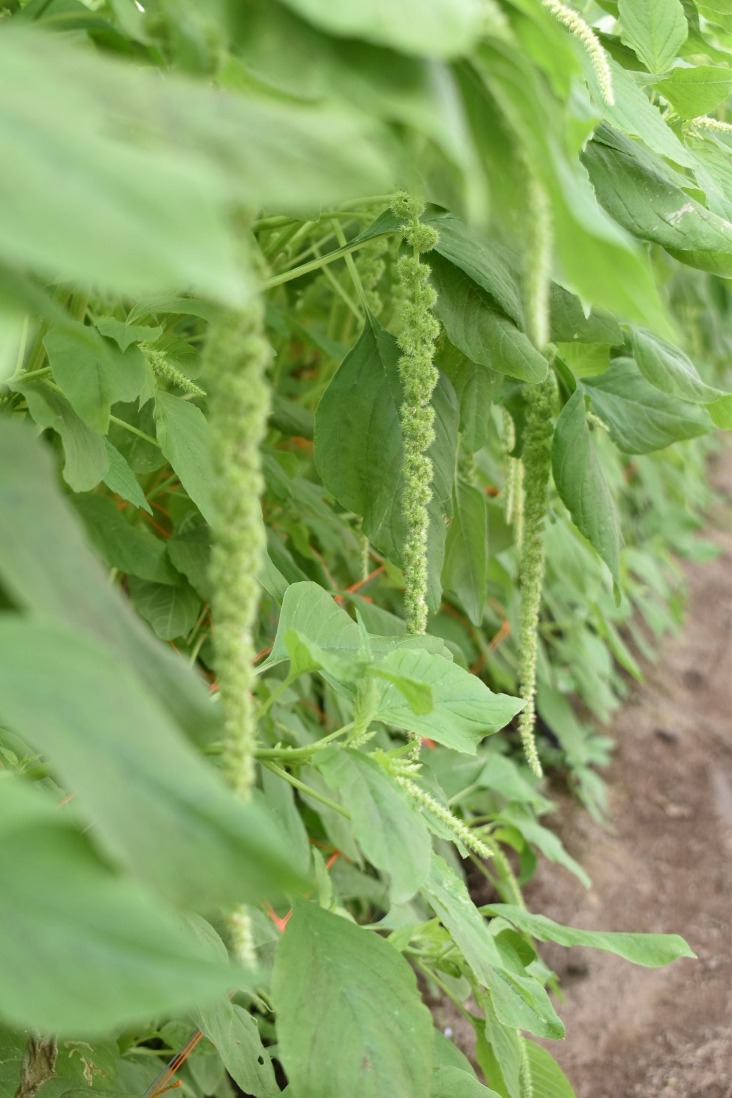 AMARANTHUS - HANGING GREEN