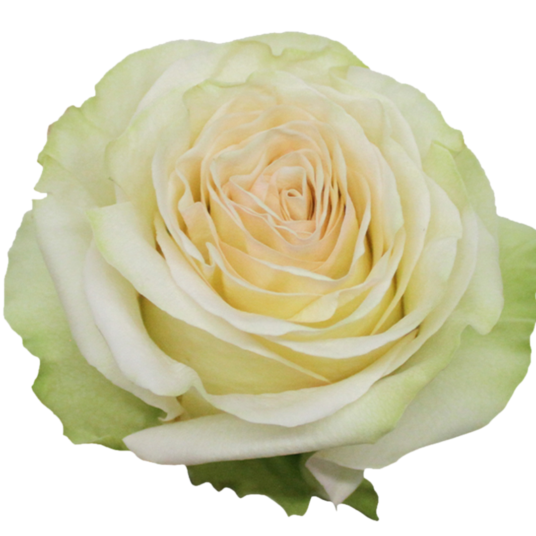 GARDEN ROSE - DYNAMIC