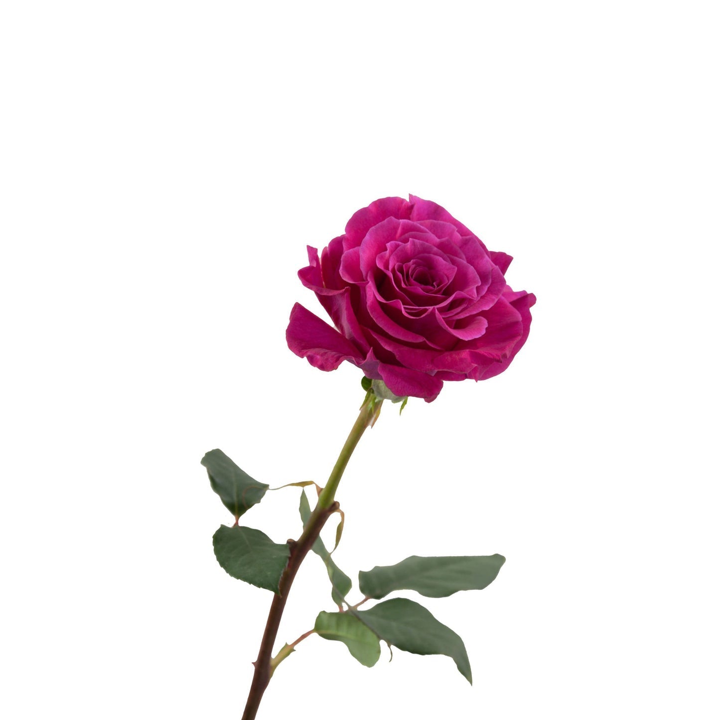 GARDEN ROSE - MAMY BLUE