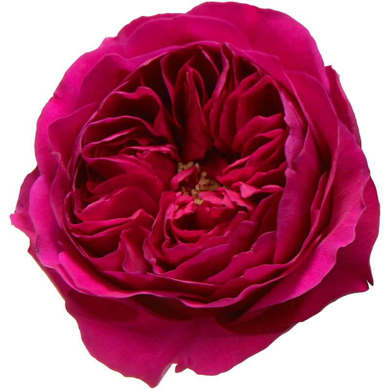 GARDEN ROSE - DAVID AUSTIN DARCEY