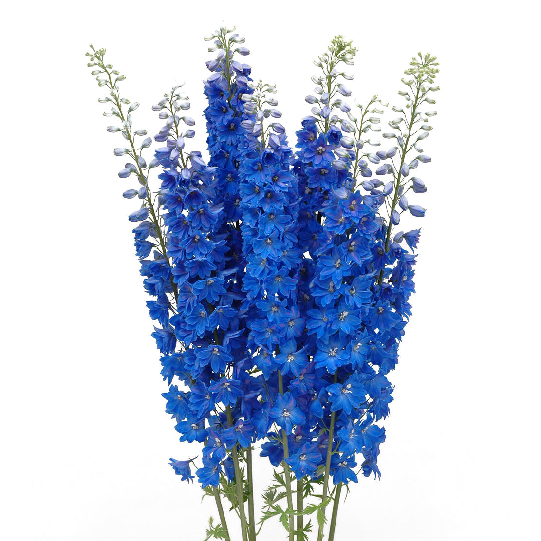 DELPHINIUM - HYBRID BLUE