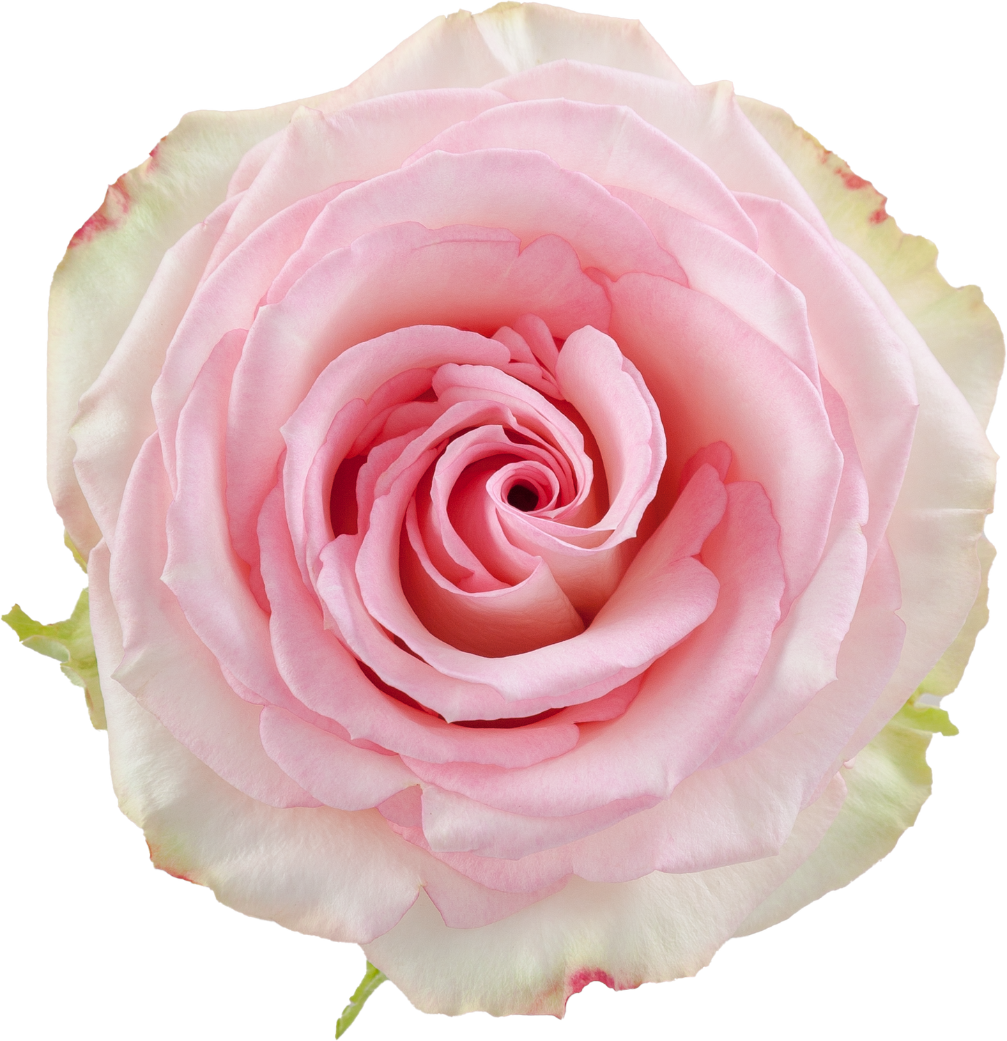 ROSE - PINK ESPERANCE