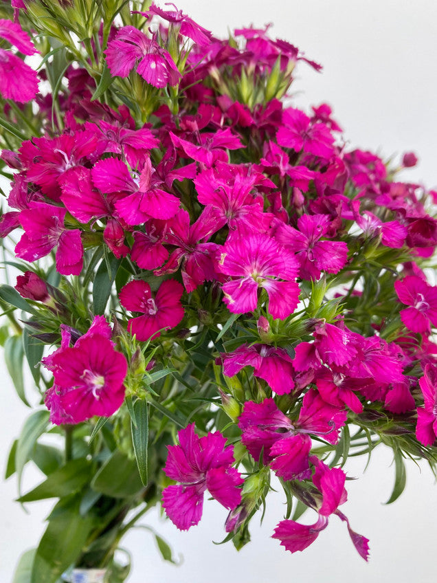DIANTHUS - HOT PINK