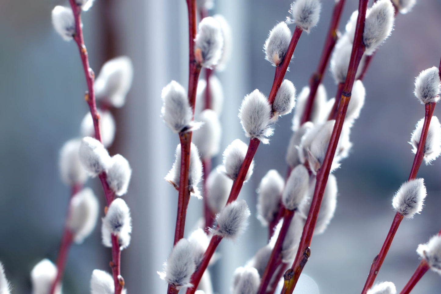 FRENCH PUSSY WILLOW - 3 FT