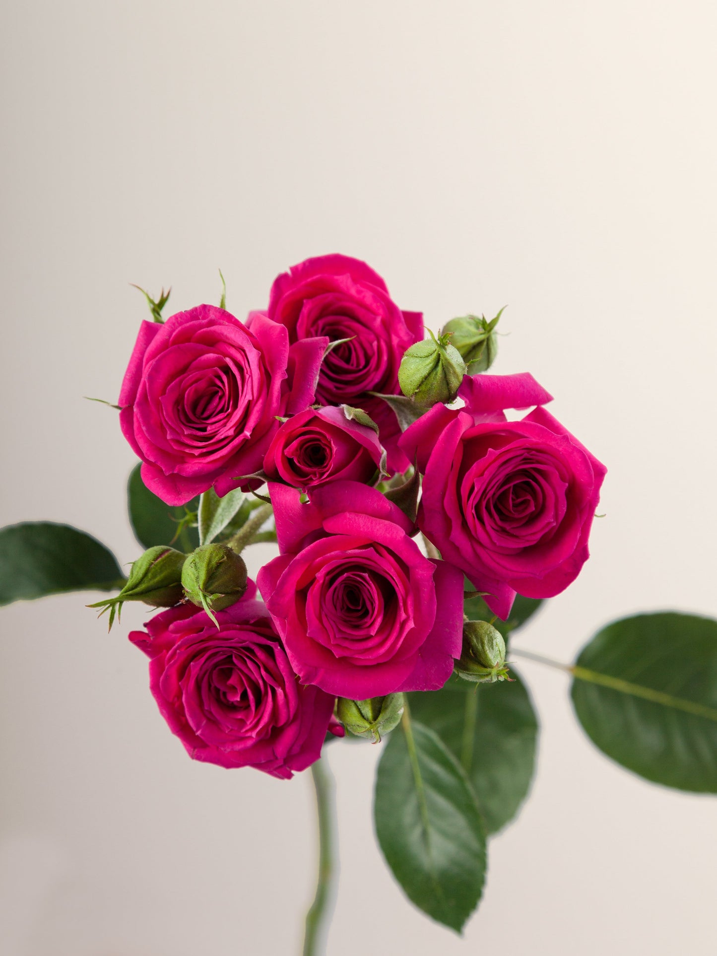 SPRAY ROSE - FIRE UP