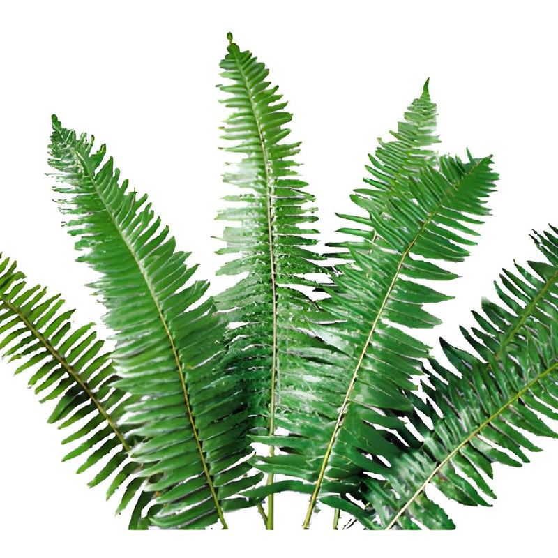 GREENERY - FLAT OREGON FERN