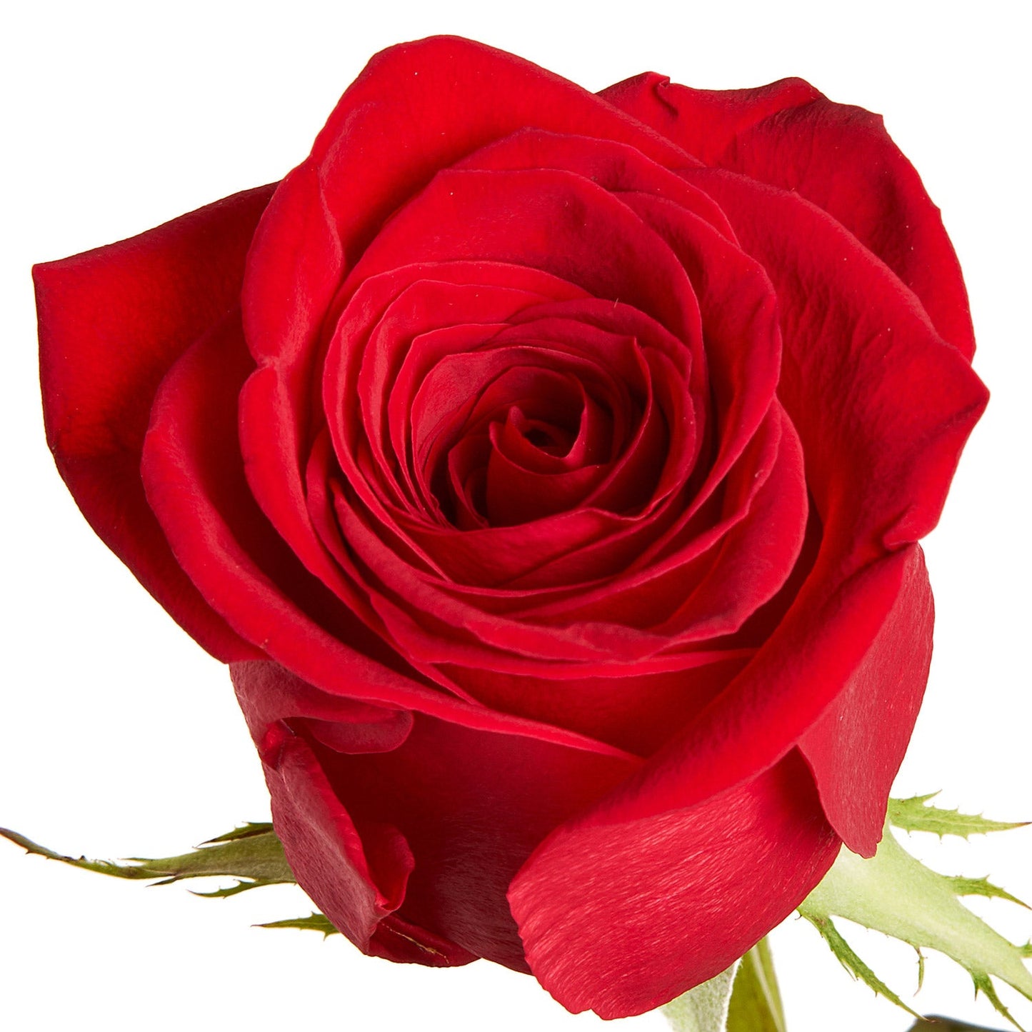 ROSE - RED FREEDOM 70 CM