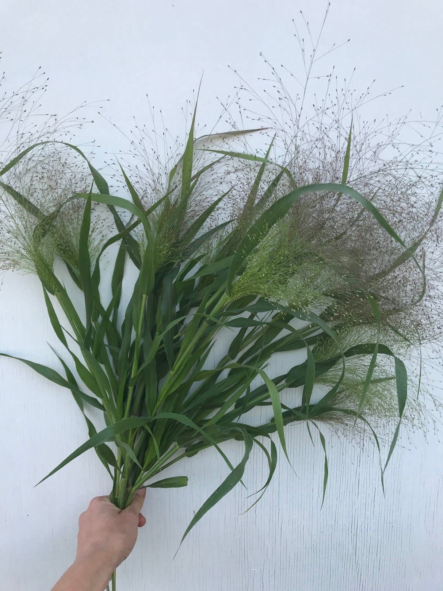 GREENERY - EXPLOSION GRASS
