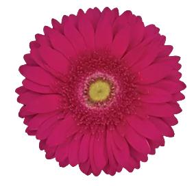 GERBERA - HOT PINK