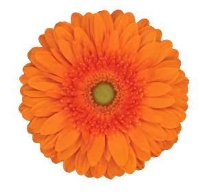 GERBERA - ORANGE