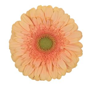 GERBERA - PEACH