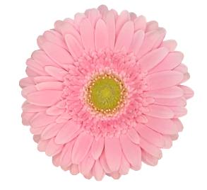 GERBERA - PINK