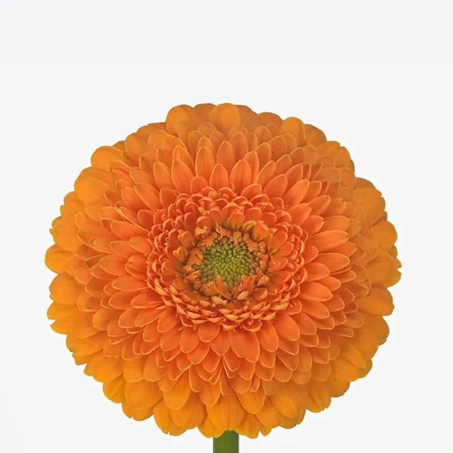 GERBERA POMPONI - ORANGE